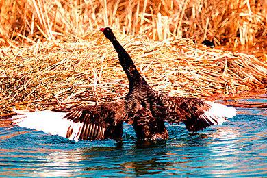 文豪混战格斗游戏《文豪格斗》Steam发售 40%优惠启动